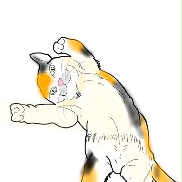 猫