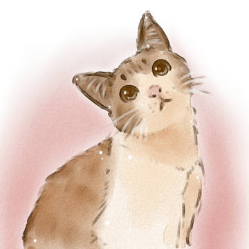 猫~