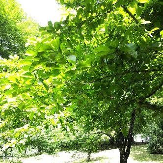 【小説表紙用フリー素材】　初夏の森と木漏れ日