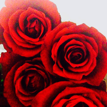 赤い薔薇をどうぞ