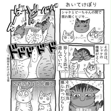 【うちの猫あるある】その９