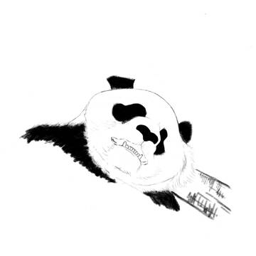 panda