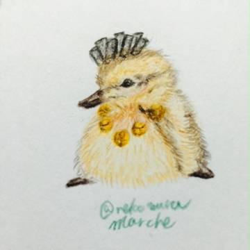カモアブドゥル(雛)
