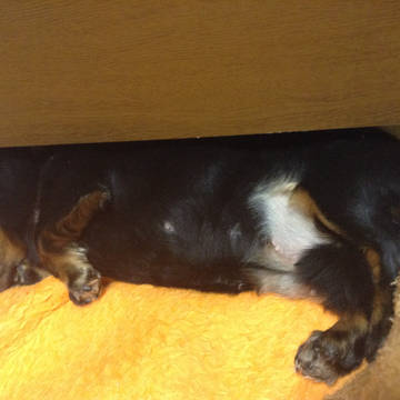 愛犬