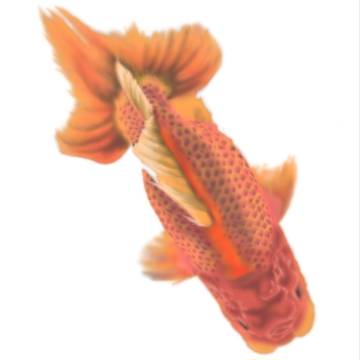 カラー／デジタル練習　　金魚のつもり