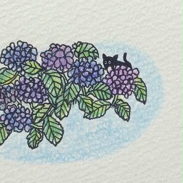 紫陽花