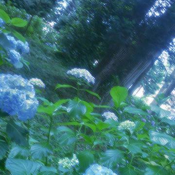 紫陽花