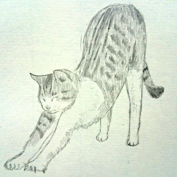 猫