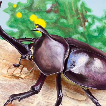 カブトムシ模写