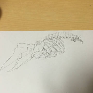 骨格
