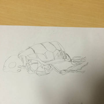骨格