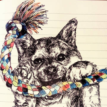 柴犬