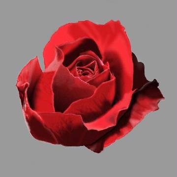 カラー／デジタル練習　　薔薇
