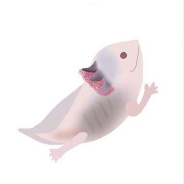 ウーパールーパー