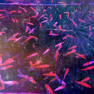 金魚花火