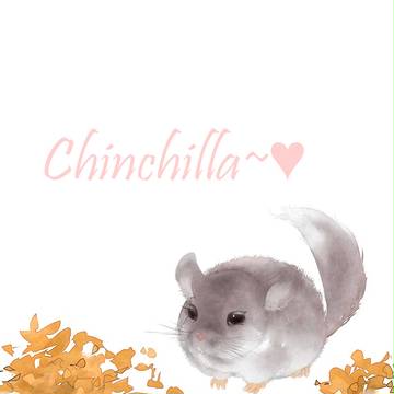 Chinchilla