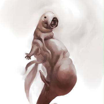 SIREN