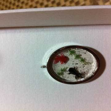 出目金