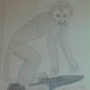 Black-capped Squirrel Monkey