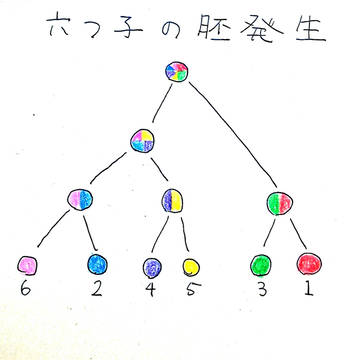 六つ子の発生