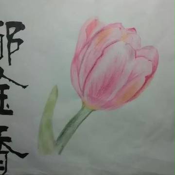 郁金香 粉色