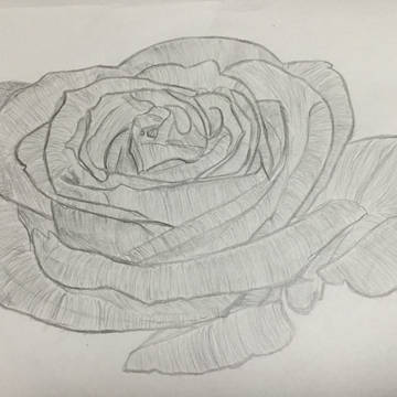 青い薔薇