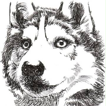 わんこ