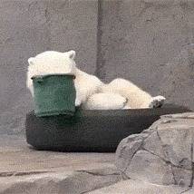 a stupid poler bear|一只鱼唇的北极熊.jpg