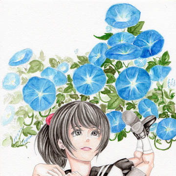 朝顔