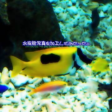 水族館写真を加工してみたった。