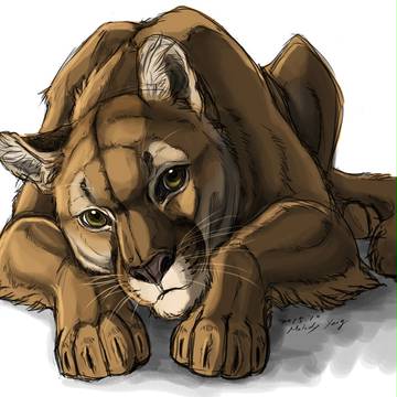 Cougar