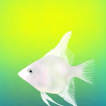 エンゼルフィッシュ。◦°