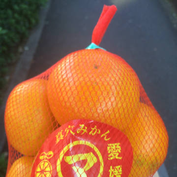 蜜柑