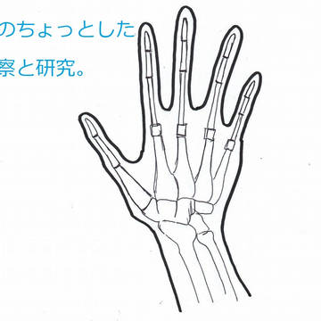 手の構造とプチ研究とアタリの話
