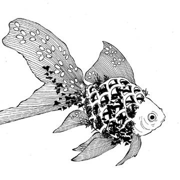 金魚