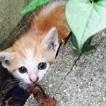 子猫