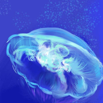Jellyfish 