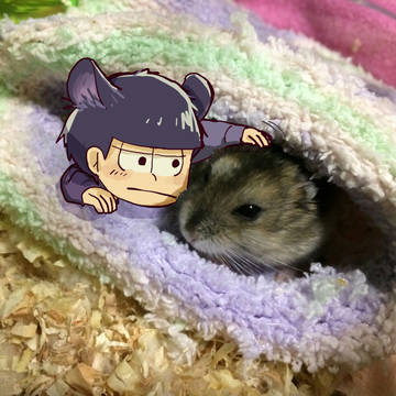 いちまちゅ