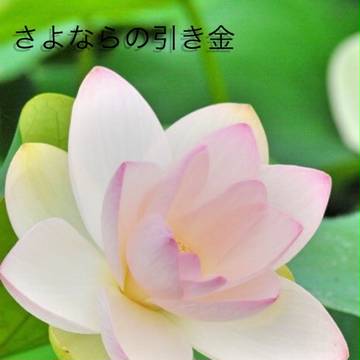 【さよトリ】舞妃蓮【交流】