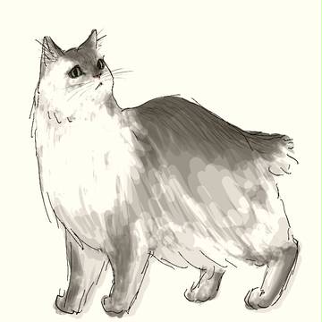 猫