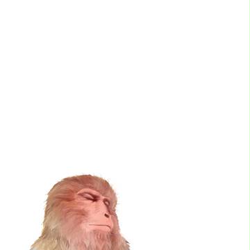 温泉猿