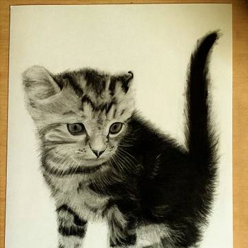 猫（アメリカンカール）　鉛筆画