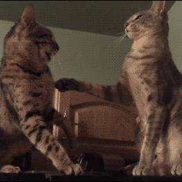 猫