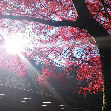 もみじ