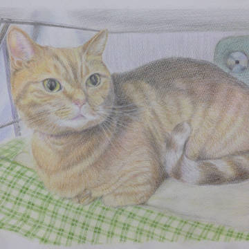 上司のねこ