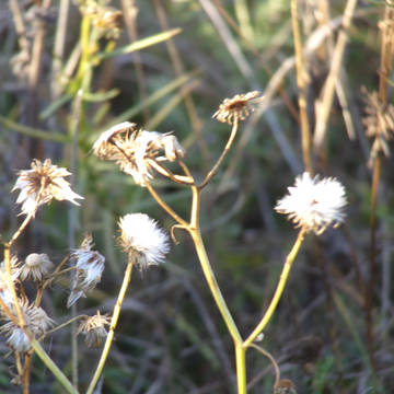 Winter Flower
