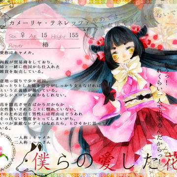 【僕花】カメーリャ・テネレッツァ【CS】