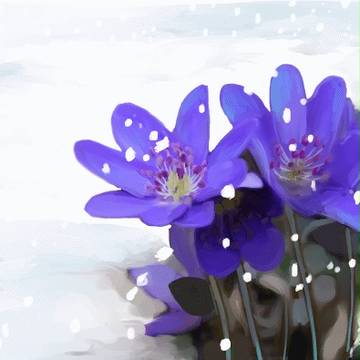 雪割草