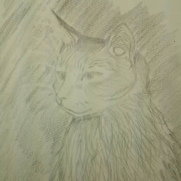 野良猫