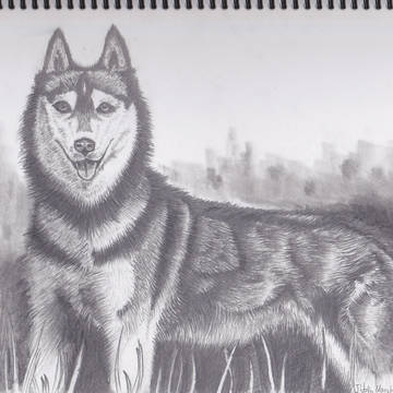 Sketch_Husky